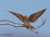 A10A1453Northern_Rough-winged_Swallow