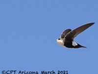 A10A1500White-throated_Swift