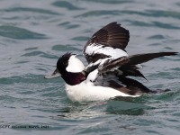 A10A1532Bufflehead