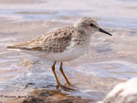 A10A1550Least_Sandpiper