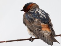 A10A1567Cliff_Swallow