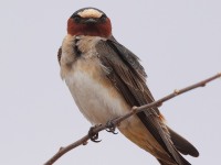 A10A1579Cliff_Swallow