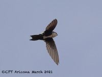 A10A1604White-throated_Swift