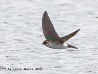 A10A1633Violet_Green_Swallow