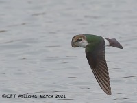 A10A1634Violet_Green_Swallow