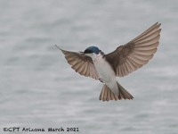 A10A1715Tree_Swallow