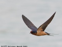 A10A1826Barn_Swallow