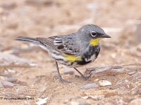 A10A1833Yellow-rumped_Warbler