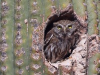 A10A1982Ferruginous_Pygmy_Owl