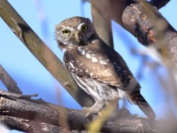 A10A2003Ferruginous_Pygmy_Owl