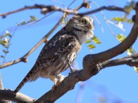 A10A2017Ferruginous_Pygmy_Owl