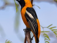 A10A2074Hooded_Oriole