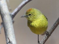 A10A2083Orange-crowned_Warbler