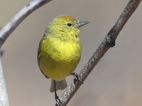 A10A2085Orange-crowned_Warbler