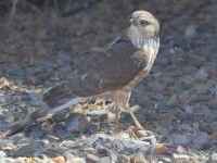 A10A2118Sharp-shinned_Hawk