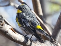 A10A2164Yellow-rumped_Warbler