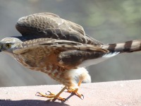 A10A2192Sharp-shinned_Hawk