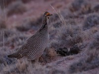 A10A2327Lesser_Prairie-Chicken