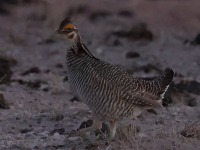 A10A2351Lesser_Prairie-Chicken