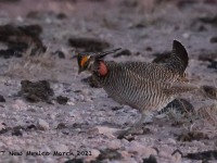 A10A2362Lesser_Prairie-Chicken