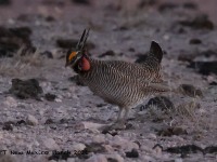 A10A2364Lesser_Prairie-Chicken