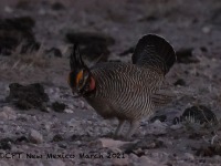 A10A2369Lesser_Prairie-Chicken