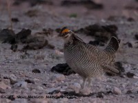 A10A2374Lesser_Prairie-Chicken