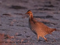 A10A2397Lesser_Prairie-Chicken