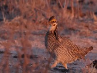 A10A2400Lesser_Prairie-Chicken