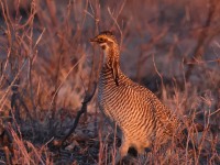 A10A2407Lesser_Prairie-Chicken