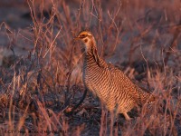 A10A2408Lesser_Prairie-Chicken