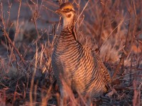 A10A2410Lesser_Prairie-Chicken