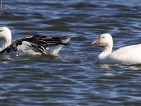 A10A2452Snow_Geese