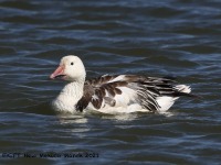 A10A2463Snow_Goose