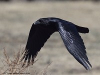 A10A2499Common_Raven