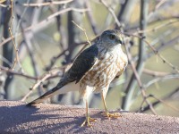 A10A2519Sharp-shinned_Hawk