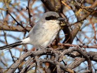 A10A9033Loggerhead_Shrike