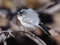 A10A9064Black-tailed_Gnatcatcher