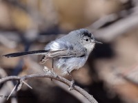 A10A9067Black-tailed_Gnatcatcher