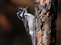 A10A9220American_Three-toed_Woodpecker