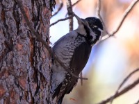 A10A9318American_Three-toed_Woodpecker