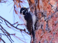 A10A9347American_Three-toed_Woodpecker