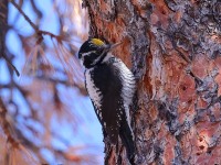 A10A9383American_Three-toed_Woodpecker_CPT