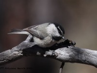 A10A9524Mountain_Chickadee