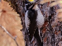 A10A9767American_Three-toed_Woodpecker