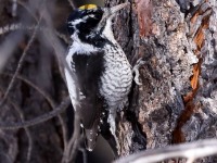 A10A9856American_Three-toed_Woodpecker