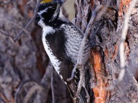 A10A9864American_Three-toed_Woodpecker