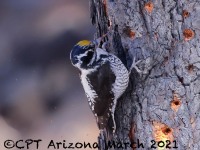 A10A9877American_Three-toed_Woodpecker_CPT