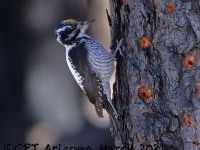 A10A9898American_Three-toed_Woodpecker_CPT