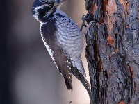 A10A9930American_Three-toed_Woodpecker_CPT
